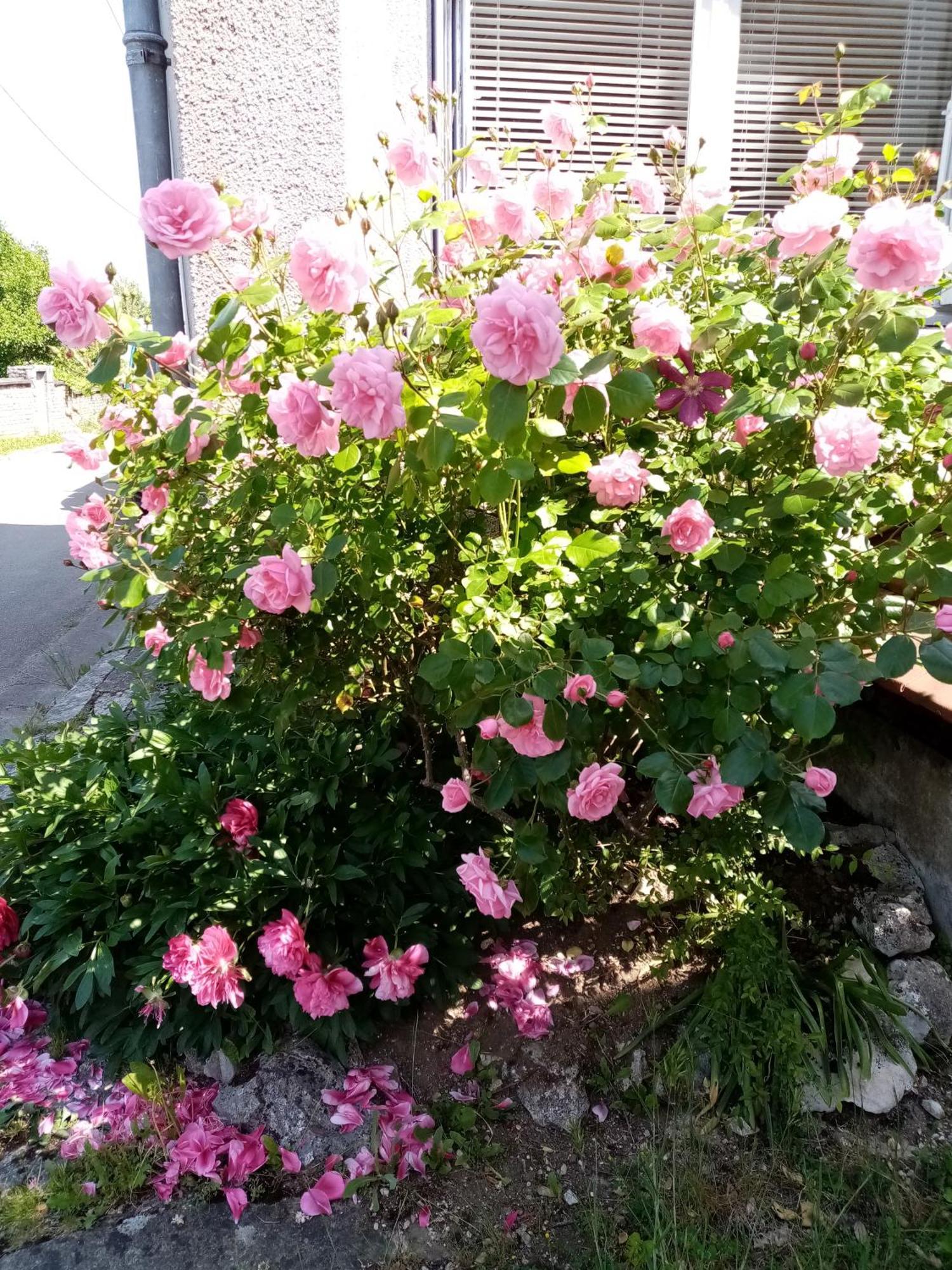 Gite Les 27 Roses Et Plus Châtel-Censoir Zewnętrze zdjęcie